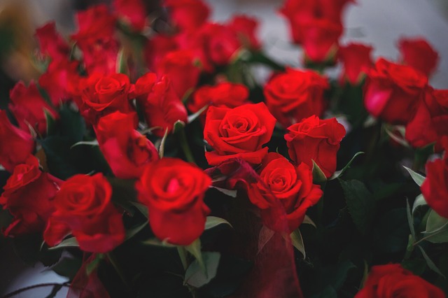 rudé růže